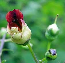 Attēlu rezultāti vaicājumam “Scrophularia nodosa”