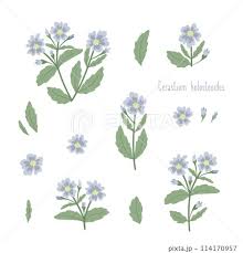 Attēlu rezultāti vaicājumam “Cerastium holosteoides”