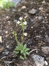 Attēlu rezultāti vaicājumam “Androsace septentrionalis”