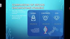 Image result for genome sizes