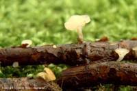 Attēlu rezultāti vaicājumam “Cudoniella clavus”