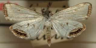 Attēlu rezultāti vaicājumam “Cataclysta lemnata”