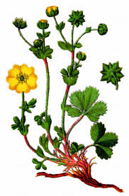 Attēlu rezultāti vaicājumam “Potentilla arenaria bud”