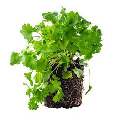 Image result for Koriander