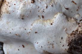 Attēlu rezultāti vaicājumam “Antrodia crassa”