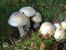 Attēlu rezultāti vaicājumam “Amanita phalloides”