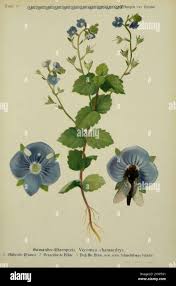 Attēlu rezultāti vaicājumam “Veronica chamaedrys leaf”