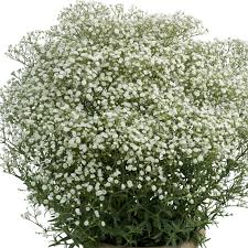 Attēlu rezultāti vaicājumam “Gypsophila fastigiata flower”
