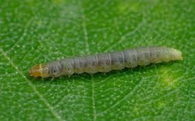 Attēlu rezultāti vaicājumam “Carpatolechia alburnella”