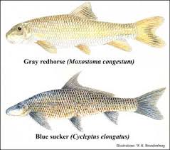 Image result for Cycleptus elongatus