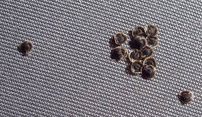 Attēlu rezultāti vaicājumam “Spergula morisonii”