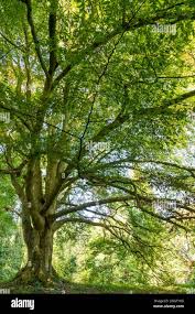 Attēlu rezultāti vaicājumam “Fagus sylvatica fo. laciniata leaf”