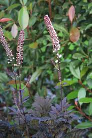 Image result for Silberkerze