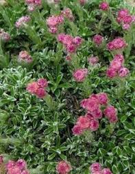 Attēlu rezultāti vaicājumam “Antennaria dioica leaf”