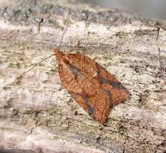 Attēlu rezultāti vaicājumam “Acleris aspersana”