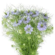 Image result for Nigella damascena