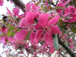 Attēlu rezultāti vaicājumam “Malus purpurea flower”