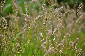 Attēlu rezultāti vaicājumam “Melica nutans”