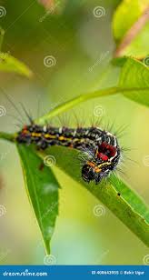 Attēlu rezultāti vaicājumam “Acronicta rumicis imago”