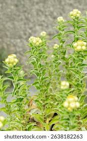 Image result for Helichrysum foetidum