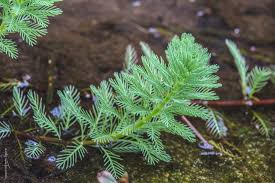 「粉綠狐尾藻」的圖片搜尋結果