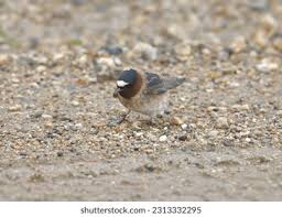 Image result for Petrochelidon pyrrhonota