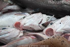 Image result for Melanogrammus aeglefinus