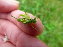 Attēlu rezultāti vaicājumam “Paramesus obtusifrons”