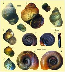 Attēlu rezultāti vaicājumam “Planorbis planorbis”