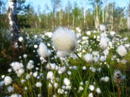 Attēlu rezultāti vaicājumam “Eriophorum latifolium flower”