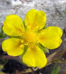 Attēlu rezultāti vaicājumam “Potentilla reptans flower”