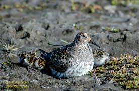 Attēlu rezultāti vaicājumam “Calidris maritima adult”