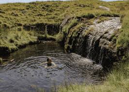 Image result for SwimSwansea