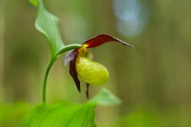 Attēlu rezultāti vaicājumam “Cypripedium calceolus flower”