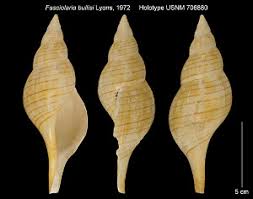 Image result for Cinctura hunteria