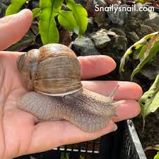 Attēlu rezultāti vaicājumam “Helix pomatia”