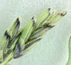 Attēlu rezultāti vaicājumam “Sclerophora pallida”