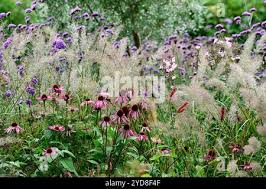 Attēlu rezultāti vaicājumam “Calamagrostis purpurea”