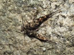 Attēlu rezultāti vaicājumam “Machilidae”