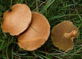 Attēlu rezultāti vaicājumam “Suillus bovinus”