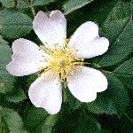 Attēlu rezultāti vaicājumam “Rosaceae”
