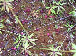 Attēlu rezultāti vaicājumam “Oxycoccus microcarpus”