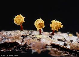 Attēlu rezultāti vaicājumam “Trichia botrytis var. cerifera spores”