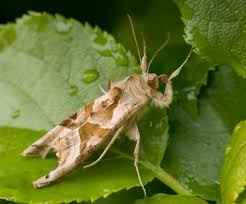 Attēlu rezultāti vaicājumam “Colostygia pectinataria male”