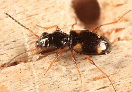 Attēlu rezultāti vaicājumam “Bembidion quadrimaculatum”