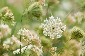 Attēlu rezultāti vaicājumam “Daucus sativus flower”