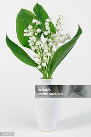 Attēlu rezultāti vaicājumam “Convallaria majalis bud”