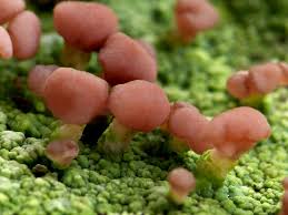 Attēlu rezultāti vaicājumam “Baeomyces rufus”