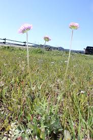 Attēlu rezultāti vaicājumam “Cribraria violacea stalked”