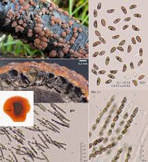 Attēlu rezultāti vaicājumam “Hypoxylon fragiforme / howeianum”